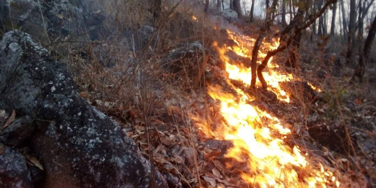 Incendios Queman M S De Hect Reas De Bosque En Guatemala Cr Nica