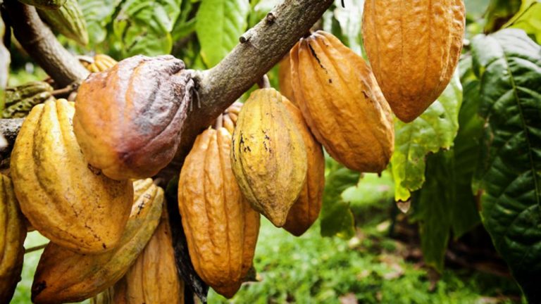 Brasil Busca Convertirse En Referencia Del Mercado Del Cacao Fino Cr nica